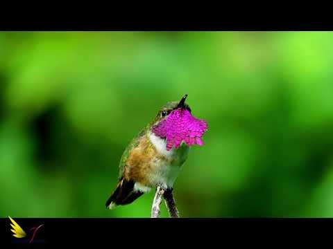 Colibri, Garganta vino, Santiago Atitlan.