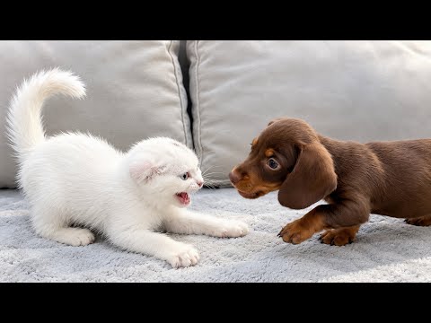 YouTube 썸네일