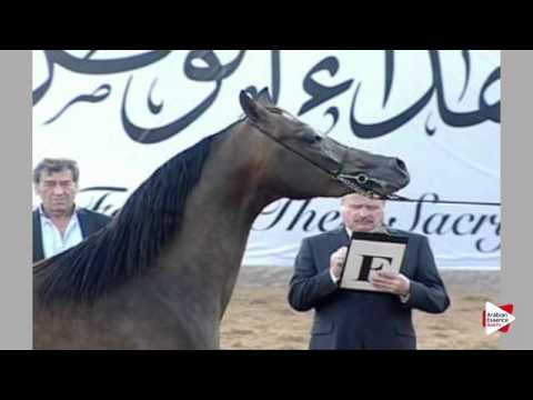 N.226 FIRAS AL SHAQAB - Ajman 2016 - Colts 3 years old (Class 9)