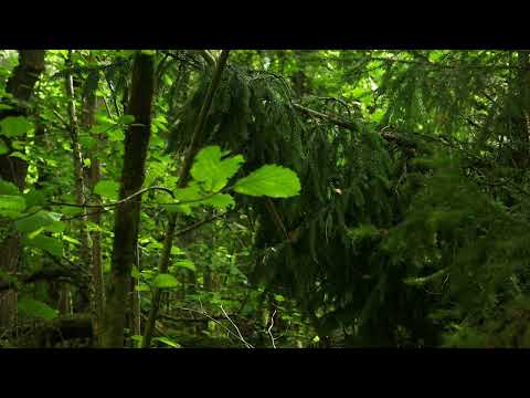 1 HOUR of Birds Singing in the Forest - Relaxing Summer Ambiance