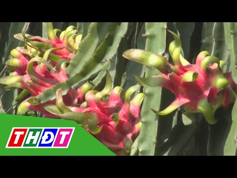 Thanh long tăng giá gấp ba | THDT