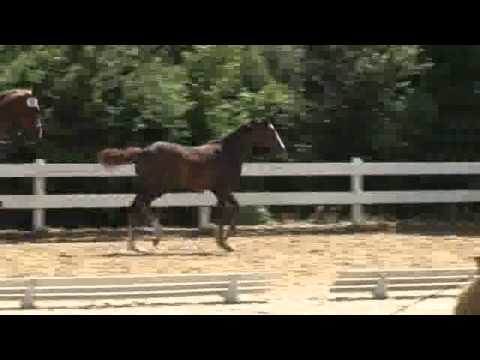 22 - Stutfohlen von Belissimo M