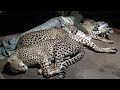 Do Cheetahs Prefer Cold Hard Concrete Or Warm Blankets Pillow A Friend Three BIG CAT Night