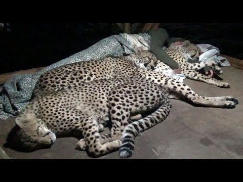 Do Cheetahs Prefer Cold Hard Concrete Or Warm Blankets ...
