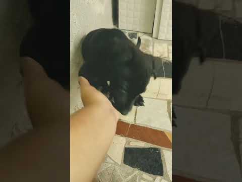 Vídeo de Theo