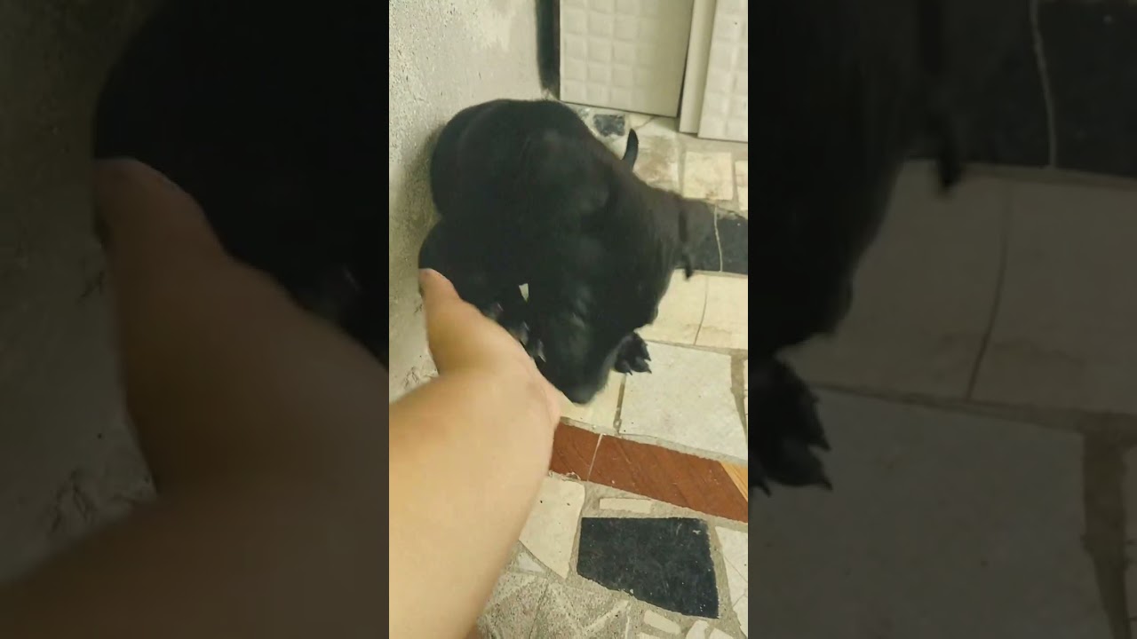 Cachorro raça SRD-ViraLata idade 2 a 6 meses nome Theo