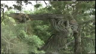 서울시 영상물 천연기념물 (69)