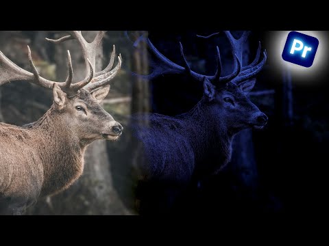 How to Turn Day into Night in Adobe Premiere Pro | Tutorial