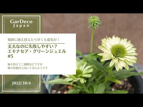 エキナセアを鉢や庭で育てるにはどうすればよいですか？ – 初心者の庭師へのアドバイス  庭園