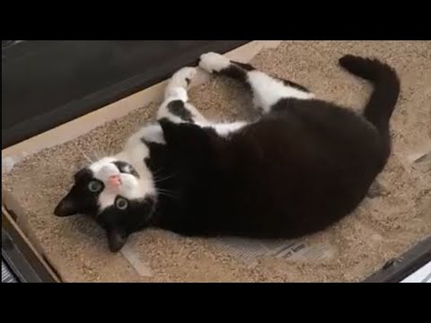 LES BÊTISES 3 (concours DISCORD)