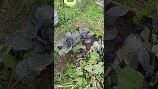 Potager de novembre #campagne #cuisine #vlog #potager