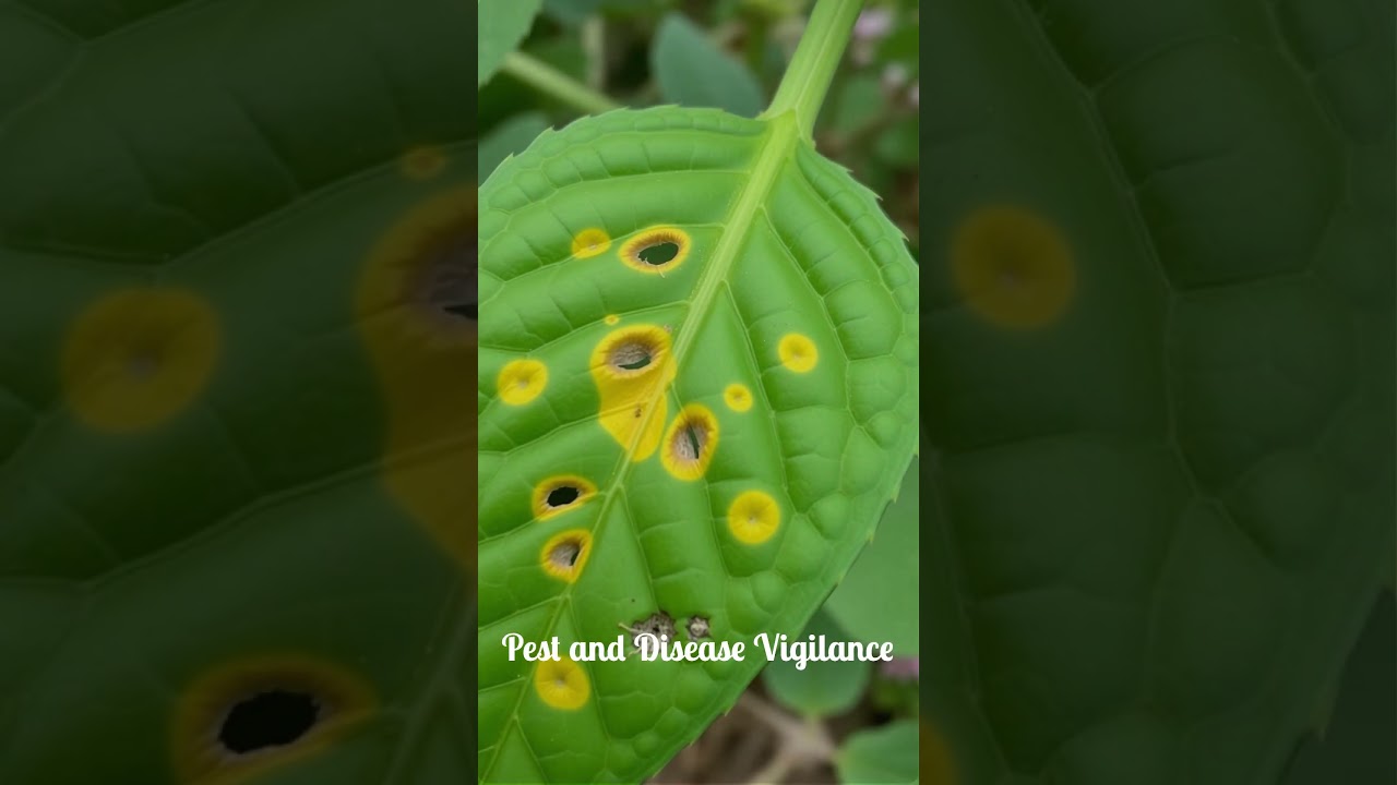 Summer Garden Maintenance: The Essential Tasks You Can’t Ignore