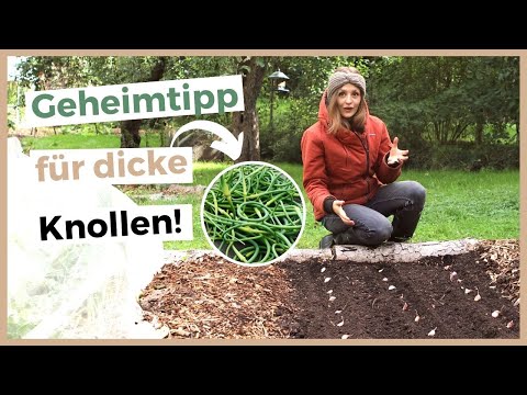 , title : 'KNOBLAUCH PFLANZEN UND ANBAUEN: 8 Tipps für eine große Ernte!'