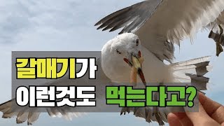 제가 좋아하는것을 갈매기한테 줘봤습니다 갈매기새우깡 경기도화성 갈매기먹이주기 제부도