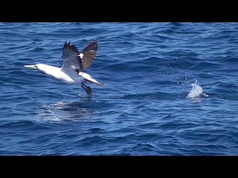 Sula maskovaná (Sula dactylatra) — záber druhu v tropickej oblasti