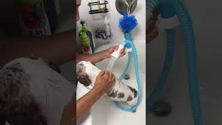 This makes dog baths so much easier! #rinseroo #dogmoms #petowners #rinseroodogbath