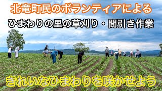 Các tình nguyện viên từ thị trấn Hokuryu giúp làm cỏ và tỉa thưa cây tại Làng Hoa Hướng Dương vào năm 2024. Mong rằng những bông hoa sẽ nở rộ thật đẹp! - YouTube