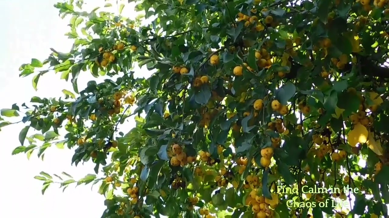 Exploring Velvet Revolver's 'Headspace' Lyrics, velvet revolver headspace lyrics