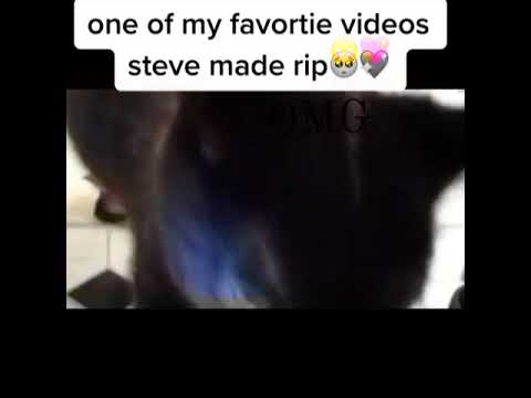 The cat that says Die