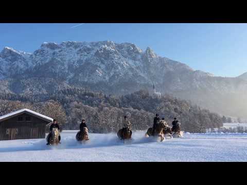 Tiroler Haflinger Pferde Im Winter