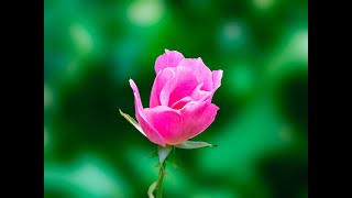 Summer Flowers in my neighborhood