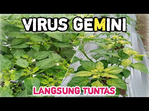 , title : 'CARA PALING CEPAT DAN TEPAT MENGATASI VIRUS GEMINI PADA TANAMAN CABE'