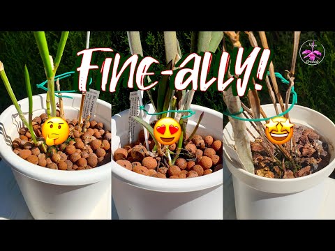 Rescuing Brassavola Orchid Lava Rock vs. Leca for Optimal Growth | Step-by-Step Guide! #ninjaorchids