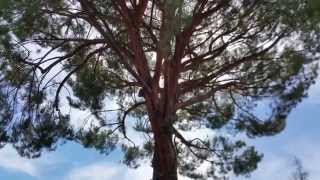 Tree Safety During Drought And Floods