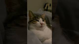 【大家族】寝落ち寸前の三毛猫ちゃんが可愛すぎる　#猫のいる暮らし #癒し #cat