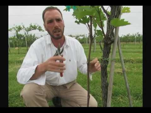 De Suckering Older Vines