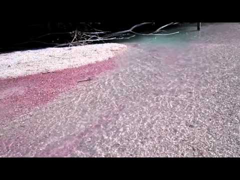Fliegenfischen in der Oberen Isar bei Krün und Wallgau