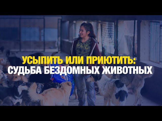 Депутаты предложили усыплять бродячих собак спустя 15 дней после отлова