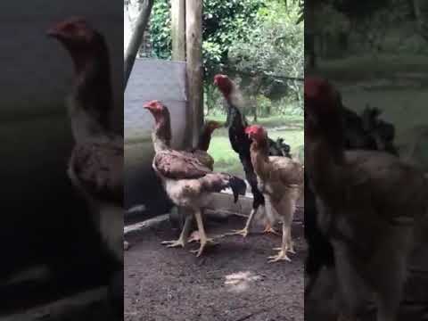 , title : 'Ayam petarung Ras terkuat di bumi indio gigante'