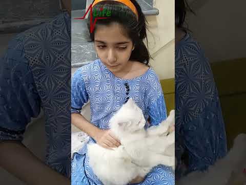 good bye lovely kitten | #zindaggiorhaseenlife#mujtaba #musfirah #cats #catslover #cutekittenvideos
