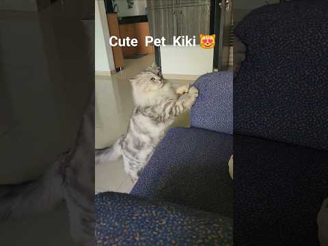 Cute  Pet  Cat  Kiki 😻 💗 💞 ❤️ #shorts #ytshorts #trending #viral