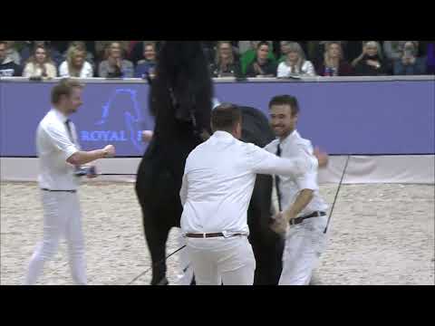 HK 2024 Kampioenskeuring oudere stamboekhengsten