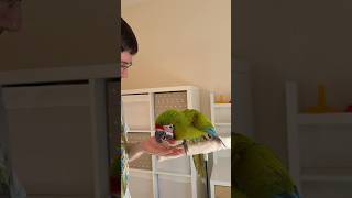 Great Green Macaw Fetches