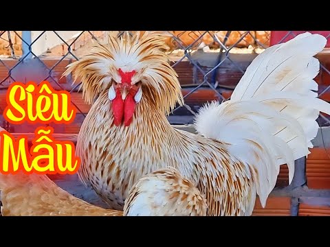 , title : 'Những giống gà siêu đẹp tại Vĩnh Long_ Chăn Nuôi Miền Tây'