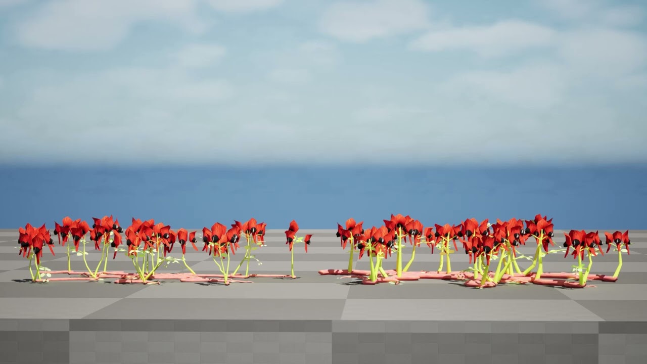 Australian Sturts Desert Pea Swainsona 3D Model