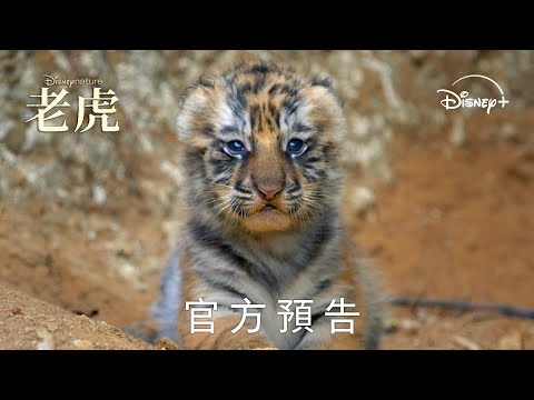 Disneynature's《老虎》 | 官方預告 | 4 月 22 日 Disney+ 獨家上線 🐅