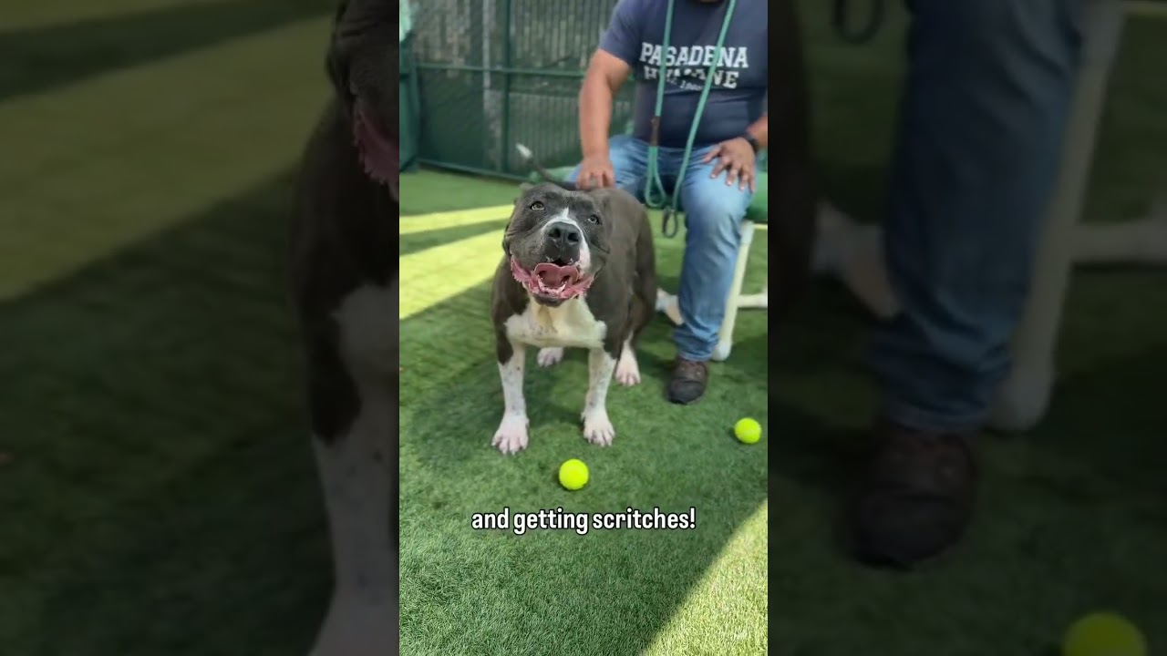 Enlarge Boda, a Adoptable Pit Bull Terrier in Pasadena, CA video 6/6