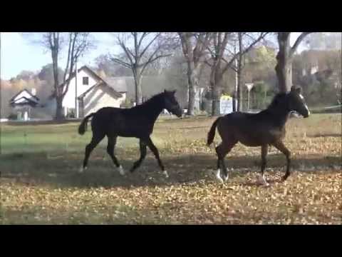 Casall de Revel-T + Santendro-T