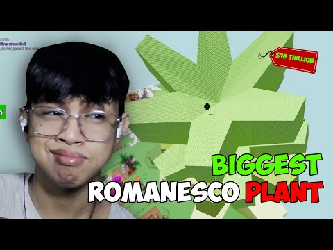 I Made the BIGGEST ROMANESCO using ORANGE TABBY | Grow A Garden