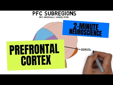 2-Minute Neuroscience: Prefrontal Cortex