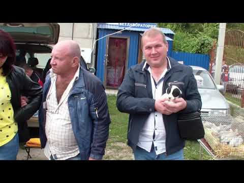 Голубиная-ярмарка , г.Кропоткин