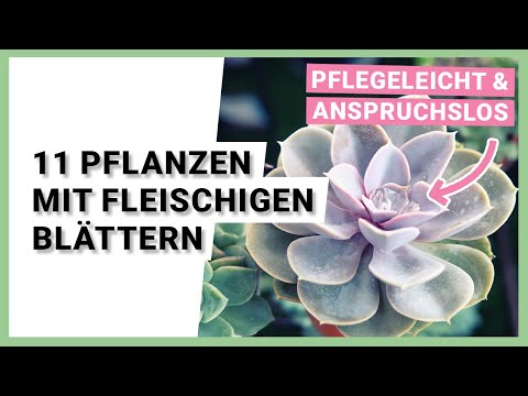 11 Pflanzen mit fleischigen Blättern, die Sie UNBEDINGT kennen sollten