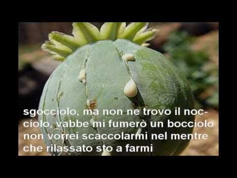 Sgocciolo + testo - Coolcaddish