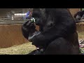 B Roll Western Lowland Gorilla Calaya Giving Birth