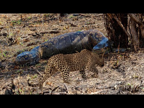 Pertarungan MENYERAMKAN Hewan Di Alam Liar Afrika