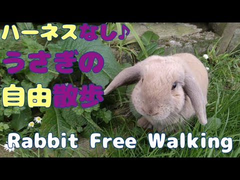 ニュージーランドウサギ